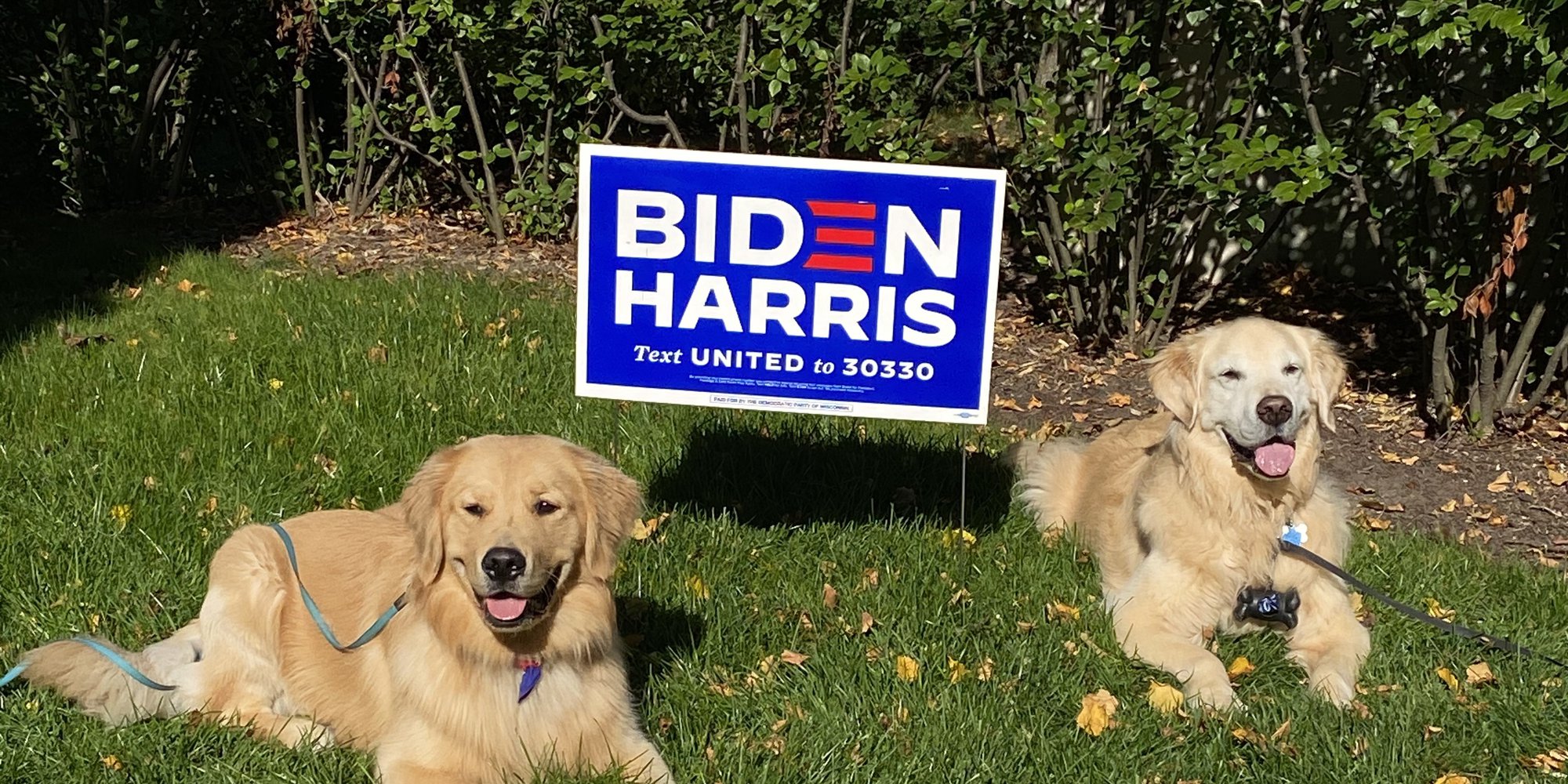 Biden Harris yard sign with dogs
